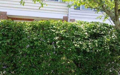 Photo of Debra P.'s yard after getting landscaping in Fairfax, VA