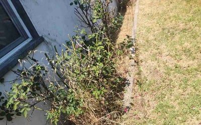 Photo of Matt p.'s yard after getting tree care in Roseville, CA