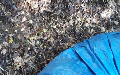 Photo of Beth S.'s yard after getting landscaping in Berryville, VA
