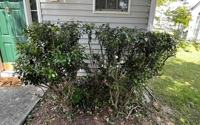 Photo of Amanda M.'s yard after getting landscaping in Statham, GA
