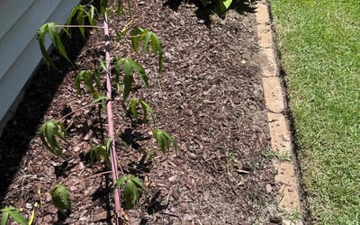 Photo of Chris G.'s yard after getting landscaping in Mount Pleasant, SC