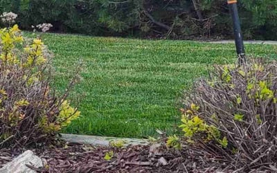Photo of Angela M.'s yard after getting landscaping in Farmington, UT