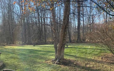 Photo of DEBORAH F.'s yard after getting tree care in Marysville, OH
