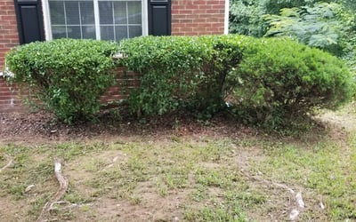 Photo of Josh P.'s yard after getting landscaping in Marble Hill, GA
