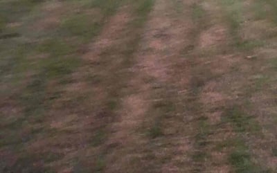 Photo of John O.'s yard after getting landscaping in Guilford, CT