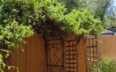 Photo of Debra C.'s yard after getting landscaping in Cedar Park, TX