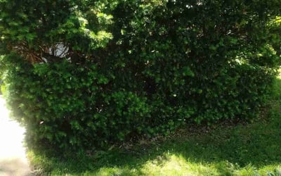 Photo of Tom K.'s yard after getting landscaping in Bay Village, OH