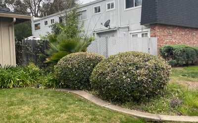 Photo of Josh P.'s yard after getting landscaping in Diamond Springs, CA
