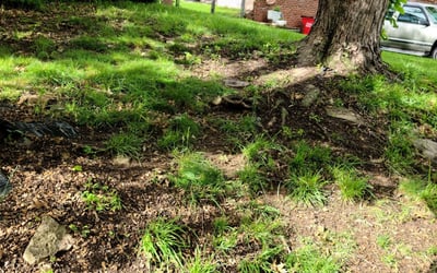 Photo of Jeff L.'s yard after getting landscaping in Edgerton, MO