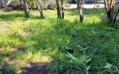 Photo of Brittany M.'s yard after getting landscaping in Guerneville, CA