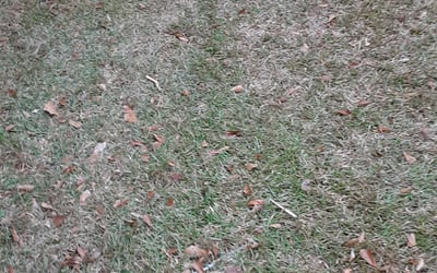 Photo of Michelle A.'s yard after getting landscaping in Quincy, FL