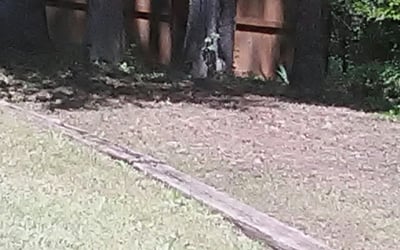 Photo of Lance D.'s yard after getting landscaping in Moreland, GA