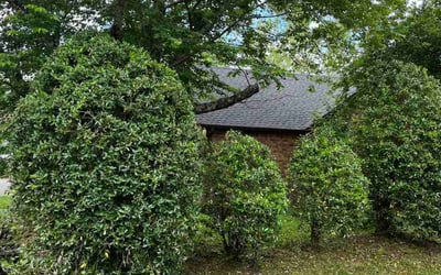 Photo of Taylor M.'s yard after getting landscaping in Springfield, TN