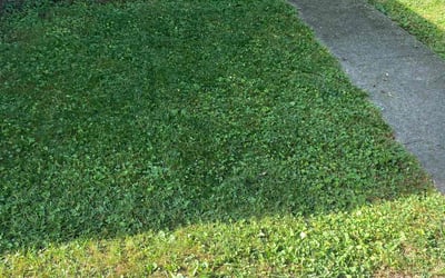 Photo of Katie D.'s yard after getting landscaping in Versailles, KY