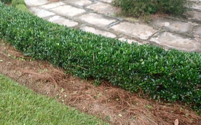 Photo of Jonathan B.'s yard after getting landscaping in Saint Marks, FL