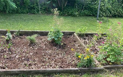 Photo of Robert M.'s yard after getting landscaping in Lexington, KY