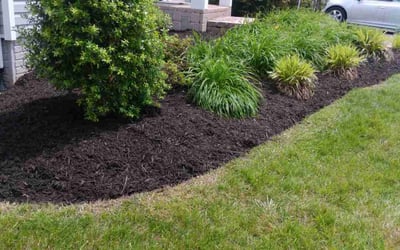 Photo of Robbin A.'s yard after getting tree care in Chevy Chase, MD