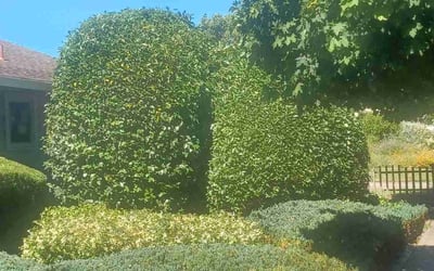 Photo of Richard G.'s yard after getting landscaping in Forestville, CA