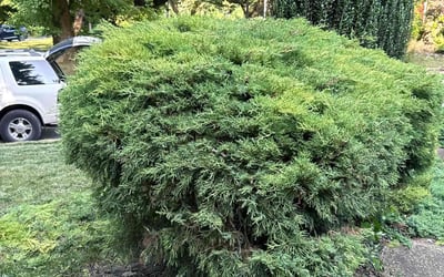 Photo of Robert H.'s yard after getting landscaping in Chalfont, PA