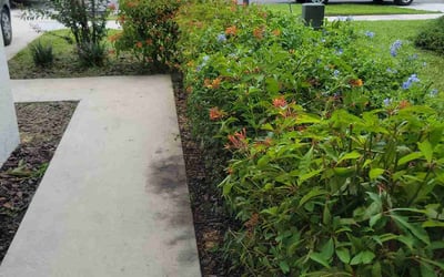 Photo of Daniela T.'s yard after getting landscaping in Davenport, FL