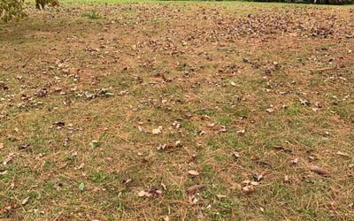 Photo of Liz M.'s yard after getting landscaping in Eure, NC