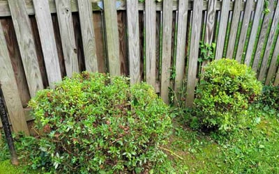 Photo of Brian G.'s yard after getting landscaping in Braddock Heights, MD