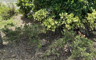 Photo of Kimberley H.'s yard after getting tree care in Mount Dora, FL