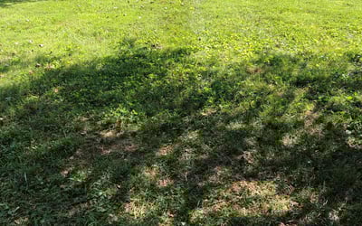 Photo of Samantha S.'s yard after getting landscaping in Prospect, KY