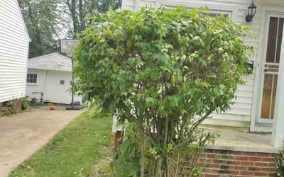 Photo of Sandra W.'s yard after getting landscaping in Seville, OH