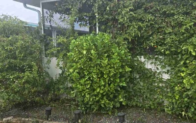Photo of Vanessa P.'s yard after getting tree care in Pembroke Pines, FL