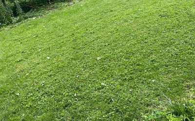Photo of Randall R.'s yard after getting tree care in Westminster, MD