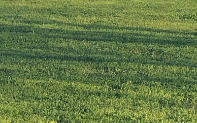 Photo of Susanne S.'s yard after getting tree care in Cleveland, TX