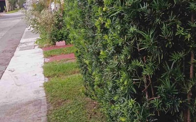 Photo of Juan A.'s yard after getting landscaping in Key Biscayne, FL