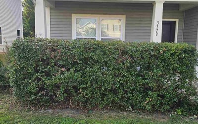 Photo of Janet B.'s yard after getting tree care in Rock Hill, NC