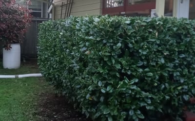 Photo of Benjamin M.'s yard after getting landscaping in Wilsonville, OR