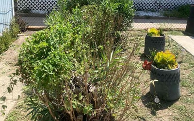Photo of Anna P.'s yard after getting landscaping in San Felipe, TX