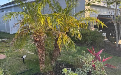 Photo of Matthew G.'s yard after getting landscaping in Mount Dora, FL