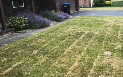 Photo of Daniel S.'s yard after getting landscaping in Rochester, NY