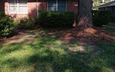 Photo of Kaleb C.'s yard after getting tree care in Corolla, NC