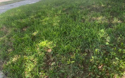 Photo of Mike S.'s yard after getting landscaping in Pflugerville, TX