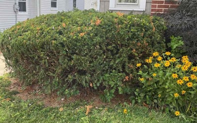 Photo of Robert F.'s yard after getting landscaping in Delta, OH