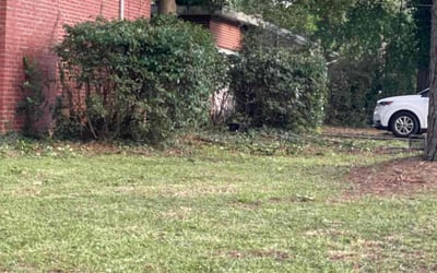 Photo of Javel F.'s yard after getting tree care in Asheville, NC