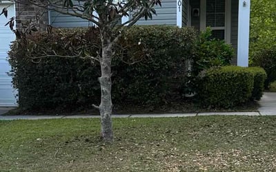 Photo of Maria H.'s yard after getting landscaping in North Charleston, SC