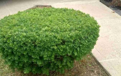 Photo of Shumeeke W.'s yard after getting tree care in Liberty, MO