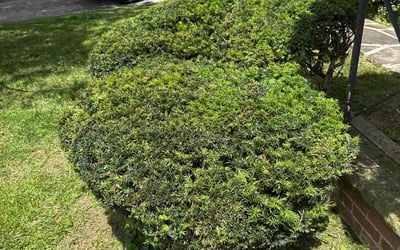 Photo of Eleni K.'s yard after getting landscaping in Youngstown, OH