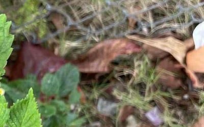 Photo of Mark F.'s yard after getting tree care in Miami Beach, FL