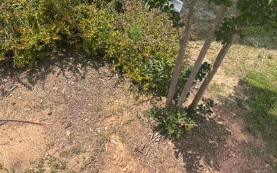 Photo of Louis P.'s yard after getting tree care in Cary, NC