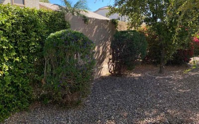 Photo of Ravi G.'s yard after getting tree care in Gilbert, AZ