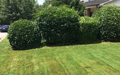 Photo of Richard C.'s yard after getting landscaping in Whitesburg, GA