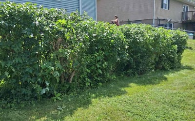 Photo of Ralph B.'s yard after getting landscaping in Davenport, IA